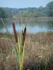 Paesaggi dell'Ain - Reeds in uno stagno di Dombes