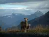 Paesaggi alpini della Savoia - Ovini e vitello (agnello), erbacce, montagne innevate e cielo nuvoloso (Route des Grandes Alpes)