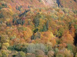 Paesaggi alpini della Savoia - Una foresta di autunno colorato