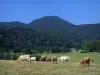 Paesaggi dell'Alta Garonna - Mucche in un pascolo, alberi e colline di Comminges