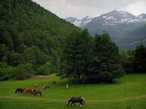 Paesaggi dell'Alta Garonna - Cavalli in un prato, alberi e le montagne dei Pirenei con la neve