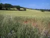 Paesaggi dell'Alta Garonna - Fiori in campo in primo piano, frumento e alberi, in Lauragais