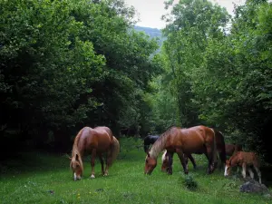 Paesaggi dell'Alta Garonna - Cavallo e puledro in un prato e alberi