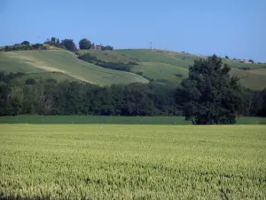 Paesaggi dell'Alta Garonna - I campi e gli alberi