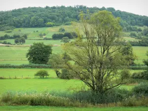 Paesaggi dell'Alta Marna - Prati, alberi e vegetazione