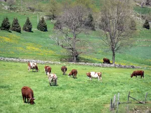 Paesaggi dell'Ardèche - Parco Naturale Regionale dei Monti d'Ardèche: mandria di mucche in un prato in fiore