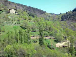 Paesaggi dell'Ardèche - Parco Naturale Regionale dei Monti d'Ardèche - castagno Paese: casa in pietra che si affaccia sulle terrazze di pietra a secco