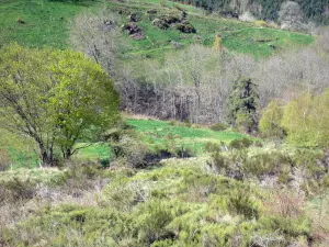 Paesaggi dell'Ardèche - Pascolo punteggiato di alberi