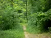 Paesaggi delle Ardenne - Sentiero nel cuore della foresta di Elan