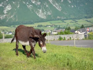 Paesaggi del Béarn - Asino in un prato che domina la valle di Ossau