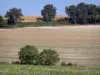 Paesaggi del Berry - Girasoli in fiore, campi e alberi