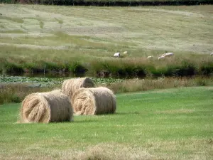 Paesaggi del Berry - Balle di paglia, stagno disseminato di ninfee e pascolo con le pecore
