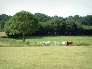 Paesaggi del Berry - Con le mucche al pascolo, bosco in background