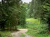 Paesaggi del Doubs - Viale alberato