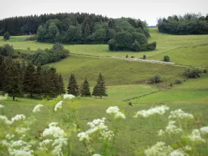 Paesaggi del Doubs - Fiori in primo piano, alberi e prati