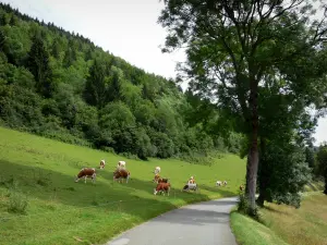 Paesaggi del Doubs - Montbéliarde mucche in un prato, alberi e strada