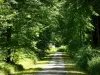 Paesaggi dell'Eure - Foresta di Lione: sentiero nel bosco alberato