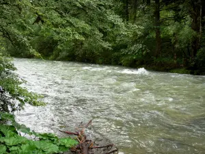 Paesaggi del Giura - Fiume, alberi in riva al mare