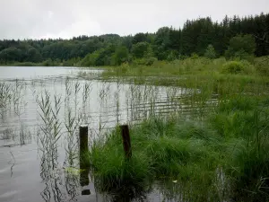 Paesaggi del Giura - Corpo di acqua, canne e alberi