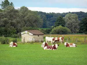 Paesaggi del Giura - Mandria di mucche in un prato, alberi e cabina