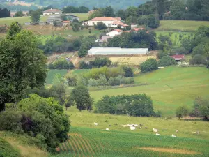 Paesaggi delle Landes - Verde e paesaggio collinare Chalosse