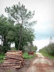 Paesaggi delle Landes - Parco Naturale Regionale di Landes de Gascogne: catasta di legna e strada alberata