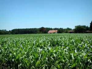 Paesaggi delle Landes - Case sul bordo di un campo di grano