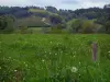 Paesaggi del Limosino - Campo di fiori selvatici, alberi e prati