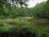 Paesaggi del Limosino - Pond circondata da alberi e arbusti