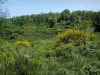 Paesaggi del Limosino - Fiori di ginestra, cespugli, alberi e laghetto