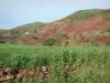 Paesaggi della Linguadoca - Field, rocce rosse e arbusti