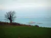 Paesaggi del litorale della Bretagna - Prateria con un albero e il mare (Manica) in background