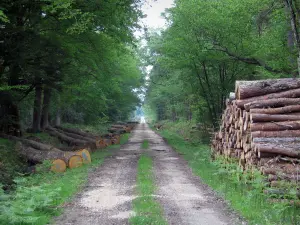 Paesaggi del Loir-et-Cher - Foresta Boulogne: sentiero nel bosco alberato