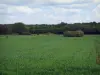 Paesaggi del Loir-et-Cher - Alberi confinanti un campo e le nuvole nel cielo