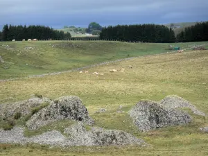 Paesaggi della Lozère - Pascoli di Aubrac Lozère, rock in primo piano