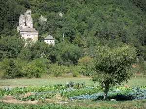 Paesaggi della Lozère - Vista del castello di Rocheblave immerso nel verde all'ingresso delle gole del Tarn