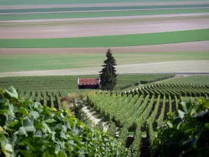 Paesaggi della Marne - Vigneti di campi Champagne, vino capanna, alberi e colture