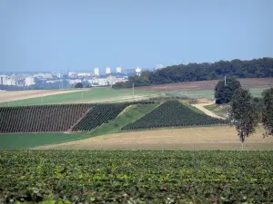 Paesaggi della Marne - Vigneti dei vigneti dello Champagne e campi coltivati ​​si affacciano sulla città di Reims