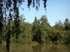 Paesaggi della Marne - Stagno, alberi e arbusti in riva al mare