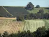 Paesaggi della Marne - Vines, alberi e campi in pendenza