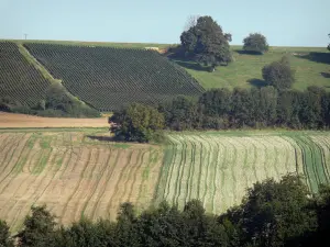 Paesaggi della Marne - Vines, alberi e campi in pendenza
