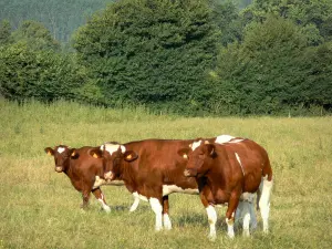 Paesaggi della Mayenne - Mucche in un prato