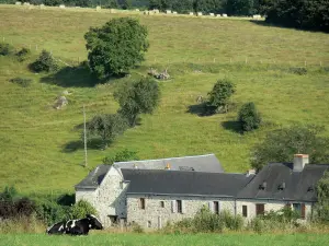 Paesaggi della Mayenne - Casa colonica in pietra circondata da prati e mucca seduta sul prato in primo piano