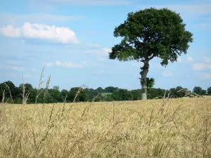 Paesaggi della Mayenne - Albero si affaccia su un campo di grano