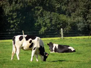 Paesaggi del Nord - Parco Naturale Regionale del Avesnois: due mucche in un prato