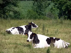 Paesaggi dell'Orne - Le mucche in un prato