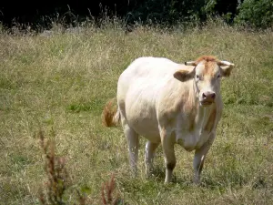 Paesaggi dell'Orne - Mucca in un prato