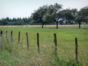 Paesaggi dell'Orne - Gli alberi nel mezzo di un prato e recinzione in primo piano