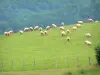 Paesaggi del Paese basco - Gregge di pecore al pascolo in un prato