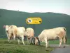 Paesaggi del Paese basco - Quattro mucche intorno ad un cartello che indica la direzione per un formaggio